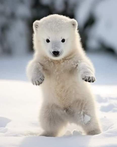 cute Polar Bear wallpapers 0019