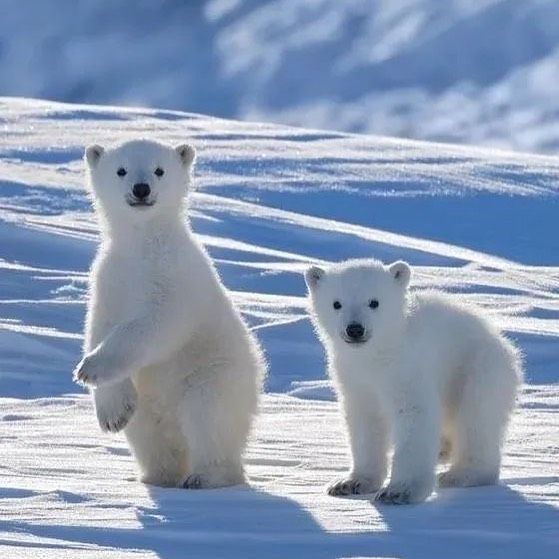 cute Polar Bear wallpapers 0022