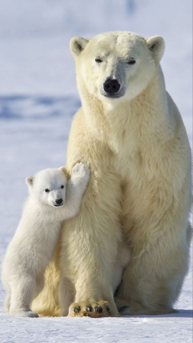 cute Polar Bear wallpapers 0028