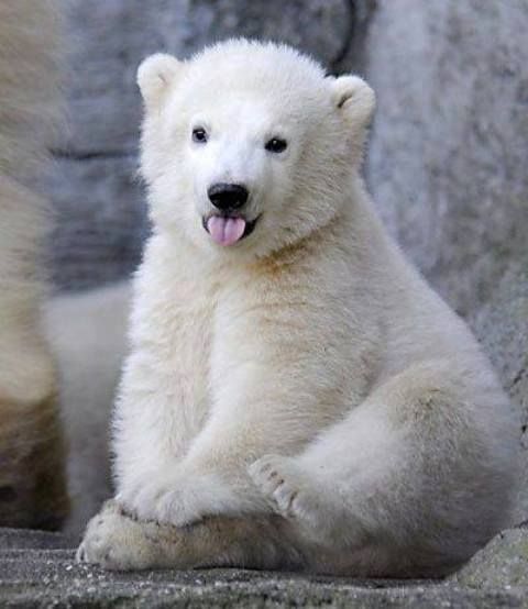 cute Polar Bear wallpapers 0029