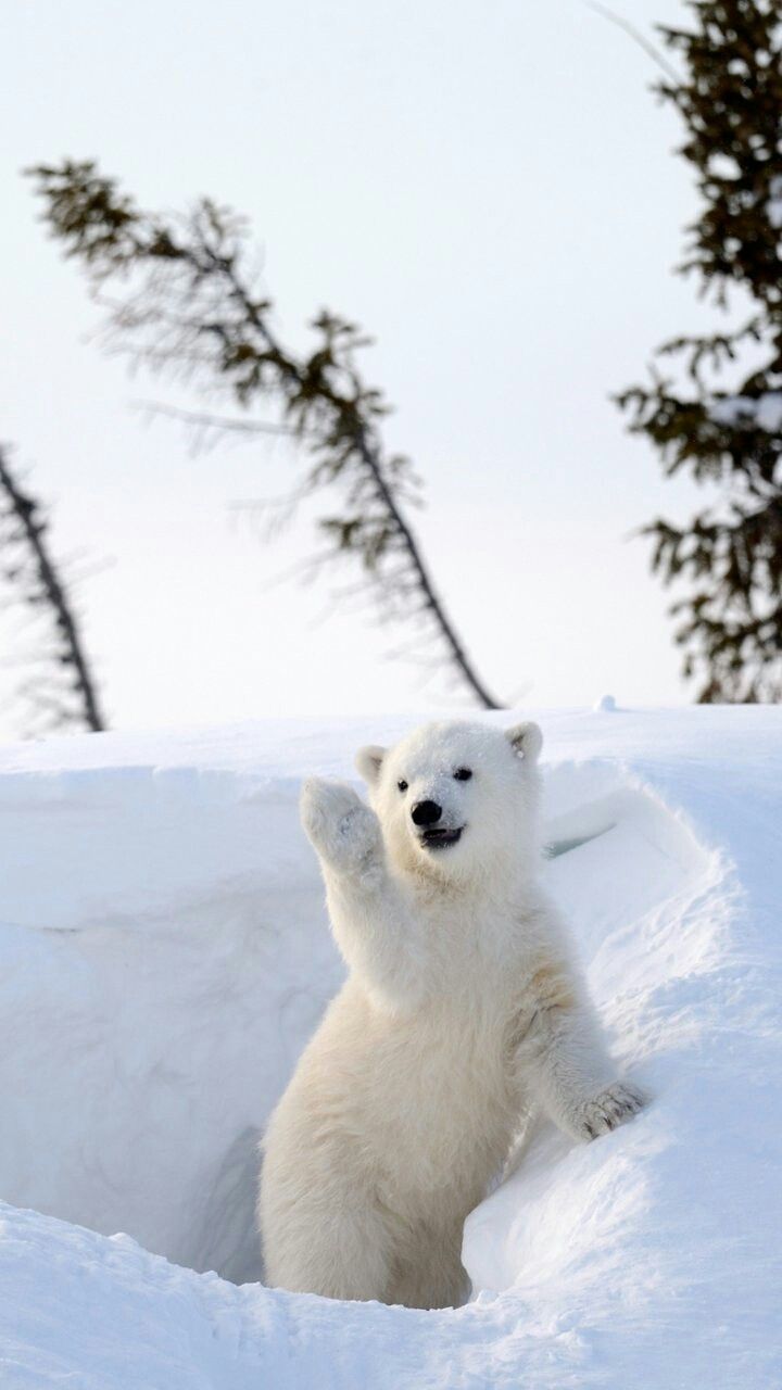 cute Polar Bear wallpapers 0034