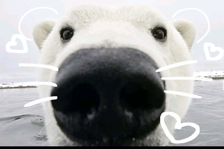 cute Polar Bear wallpapers 0036