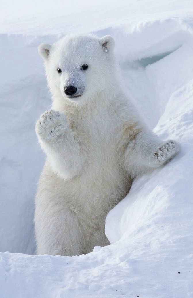 cute Polar Bear wallpapers 0037