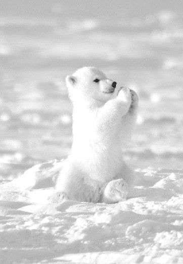 cute Polar Bear wallpapers 0048