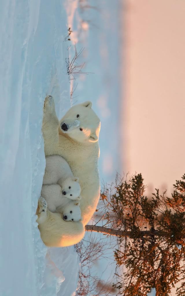 cute Polar Bear wallpapers 0053