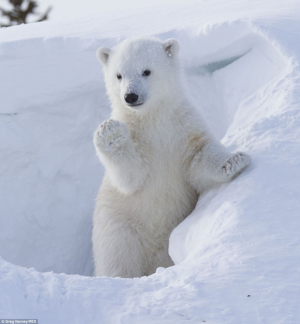 cute Polar Bear wallpapers 0056