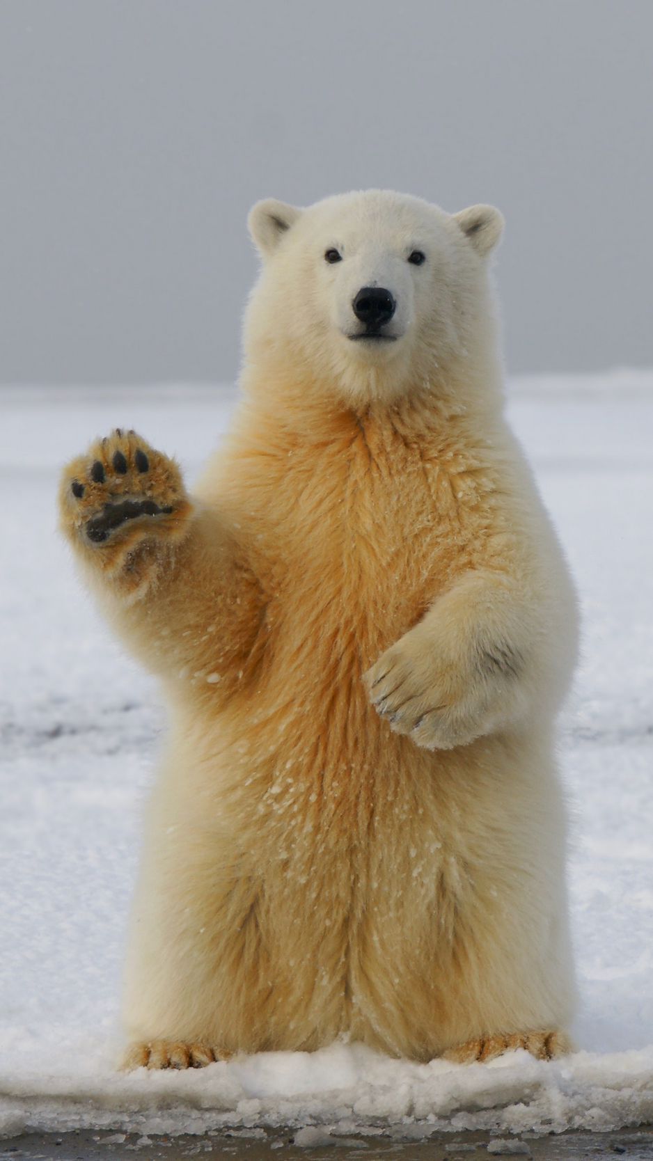 cute Polar Bear wallpapers 0063