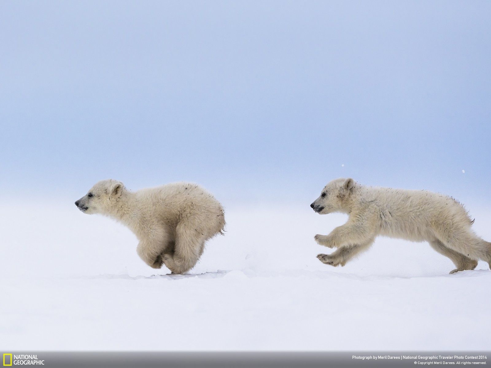 cute Polar Bear wallpapers 0068