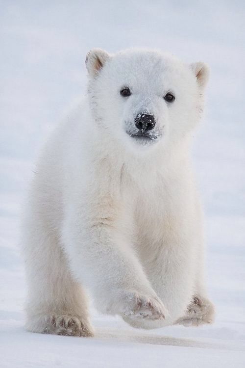 cute Polar Bear wallpapers 0070