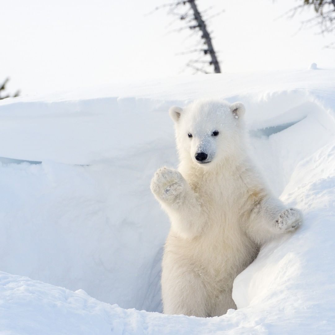 cute Polar Bear wallpapers 0071