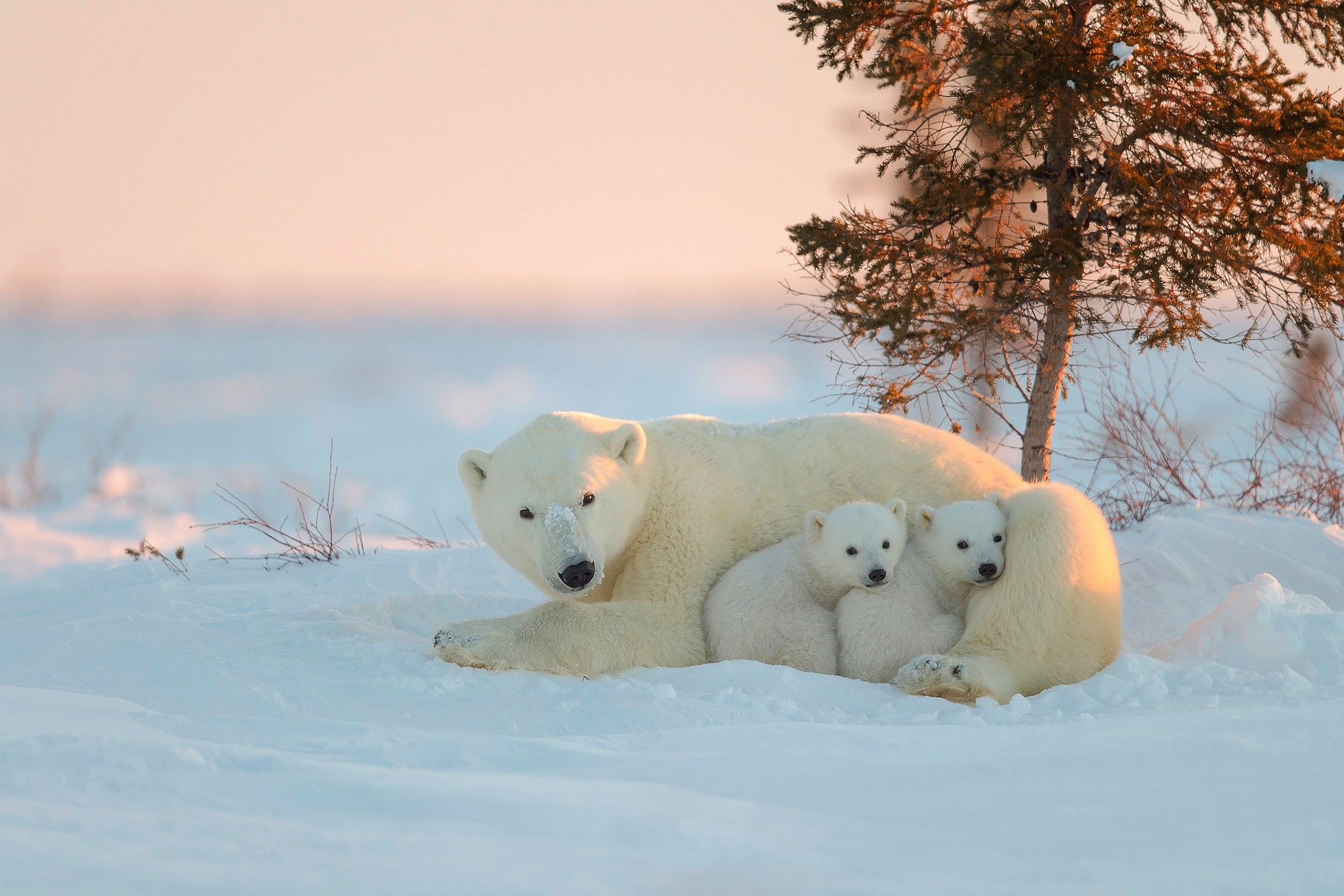 cute Polar Bear wallpapers 0075