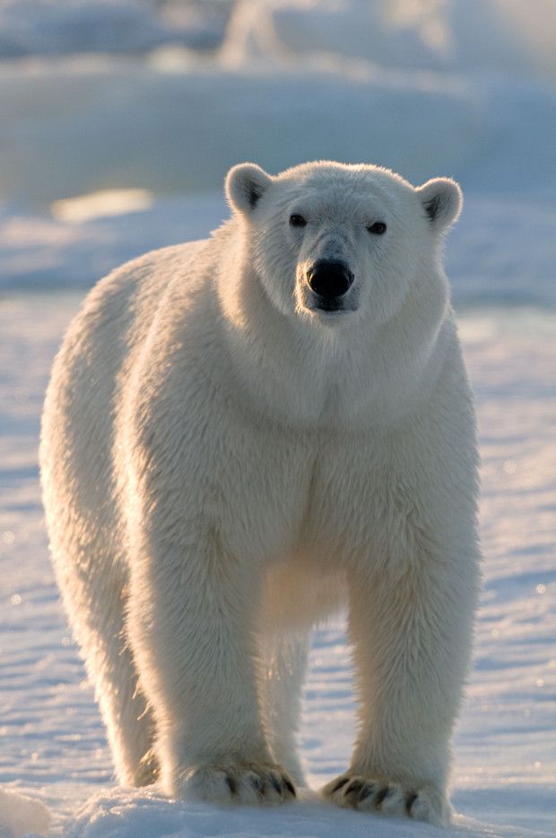 cute Polar Bear wallpapers 0078