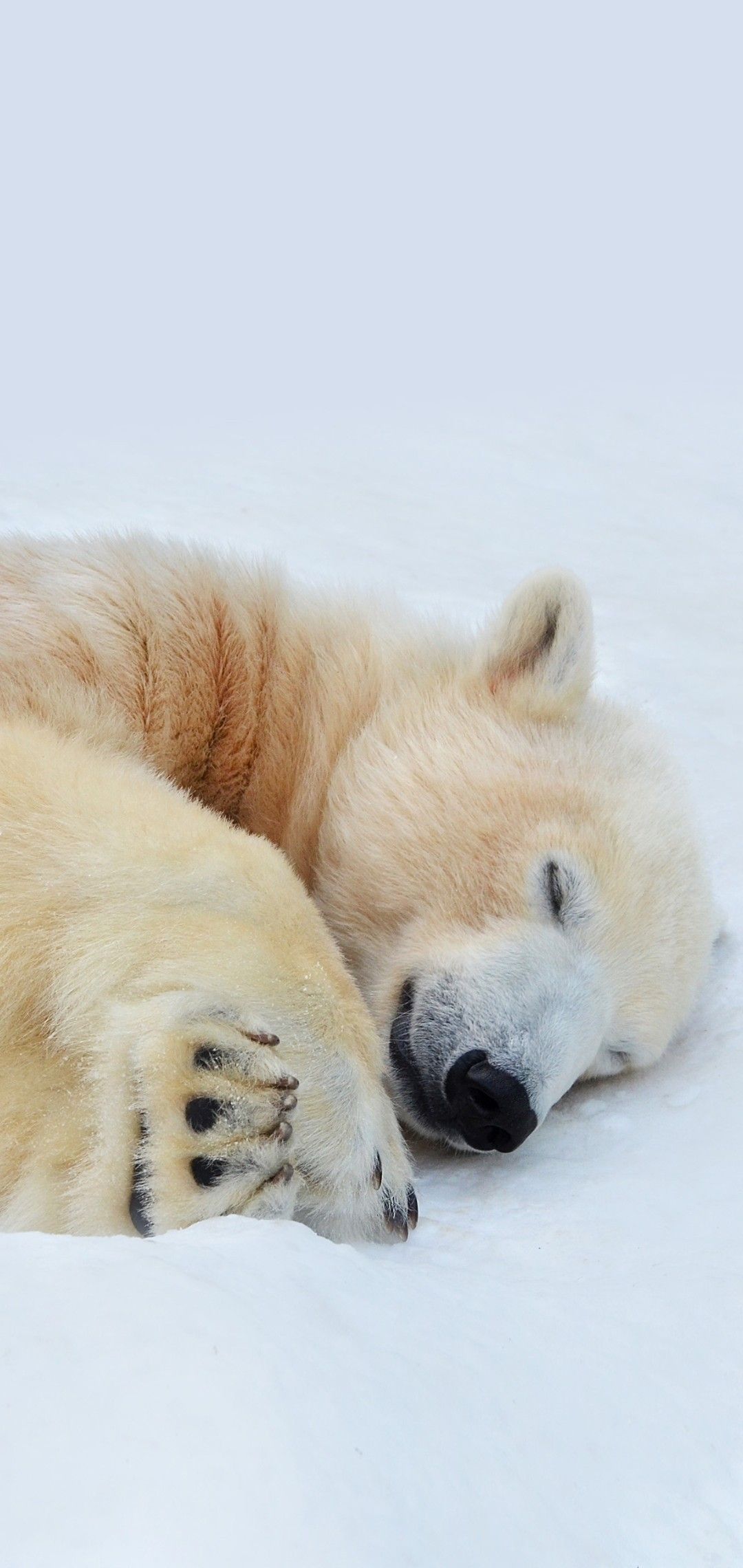 cute Polar Bear wallpapers 0082