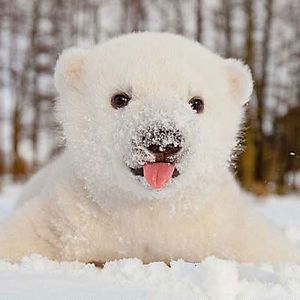 cute Polar Bear wallpapers 0084