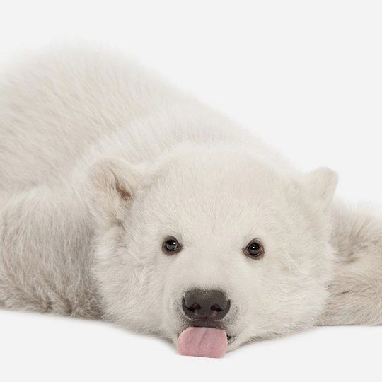 cute Polar Bear wallpapers 0099