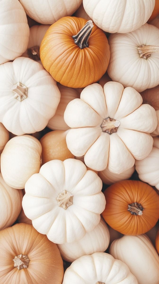 cute pumpkin wallpaper 0009