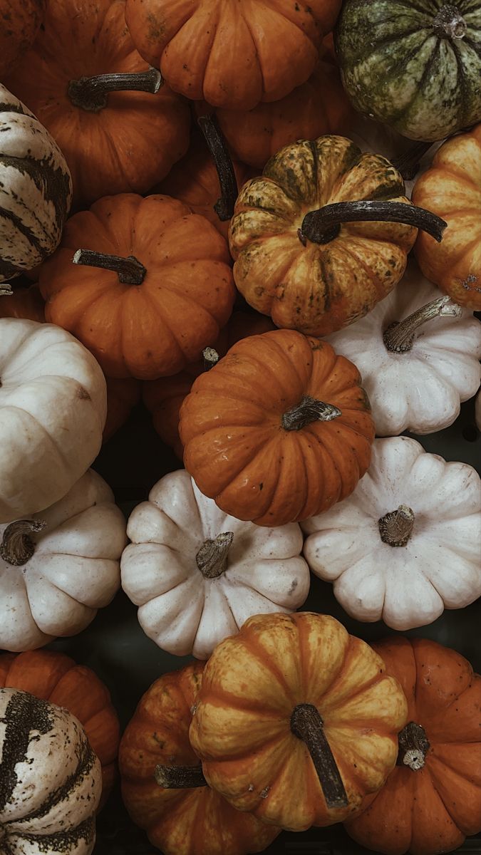 cute pumpkin wallpaper 0054