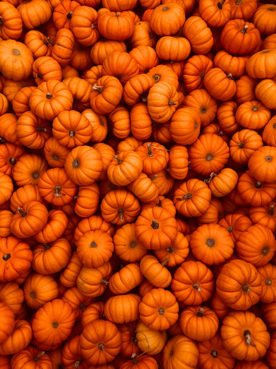 cute pumpkin wallpaper 0087