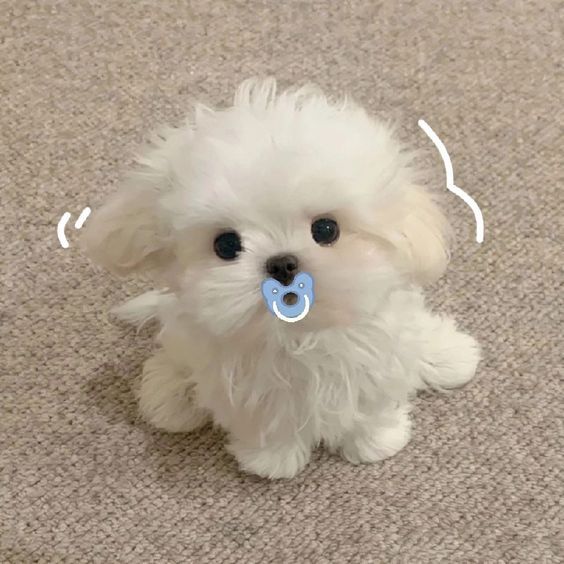 cute puppy wallpapers 0021