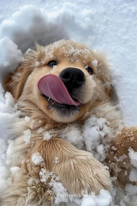 cute puppy wallpapers 0022