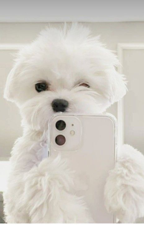 cute puppy wallpapers 0043