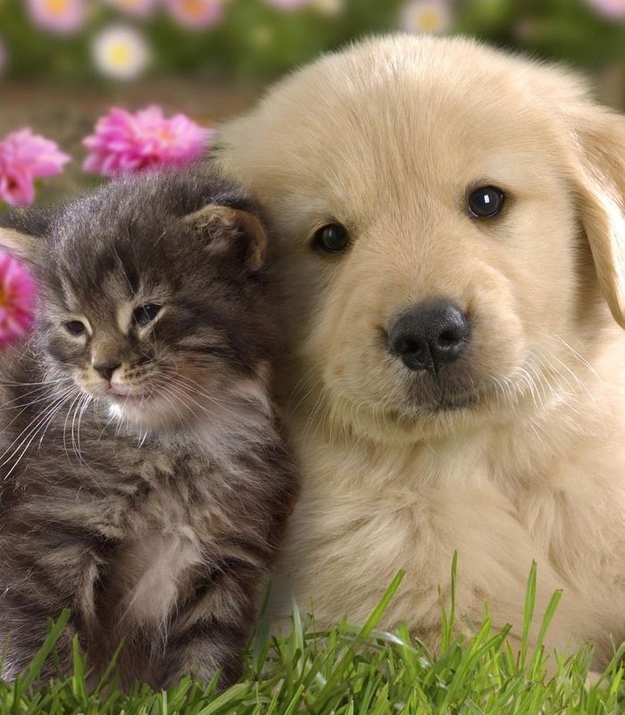 cute puppy wallpapers 0059