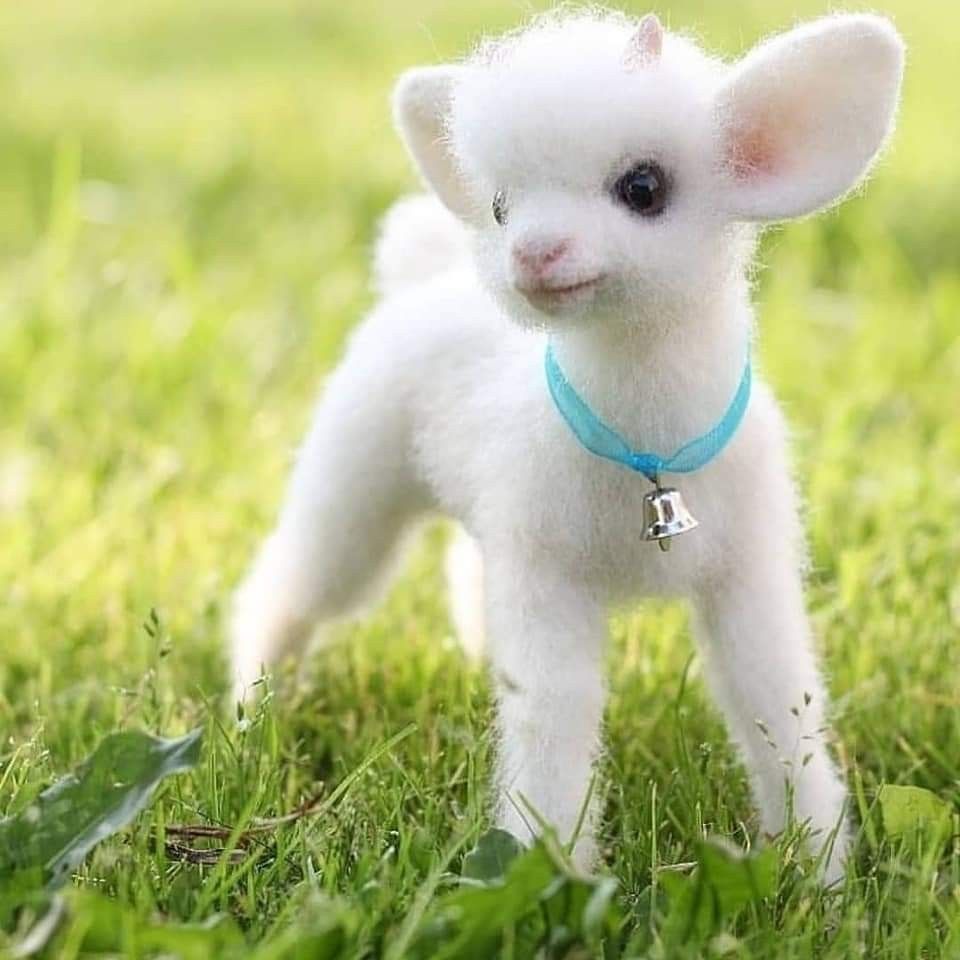 cute puppy wallpapers 0077