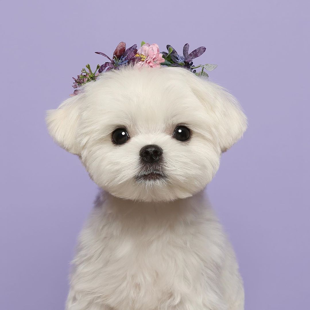 cute puppy wallpapers 0084