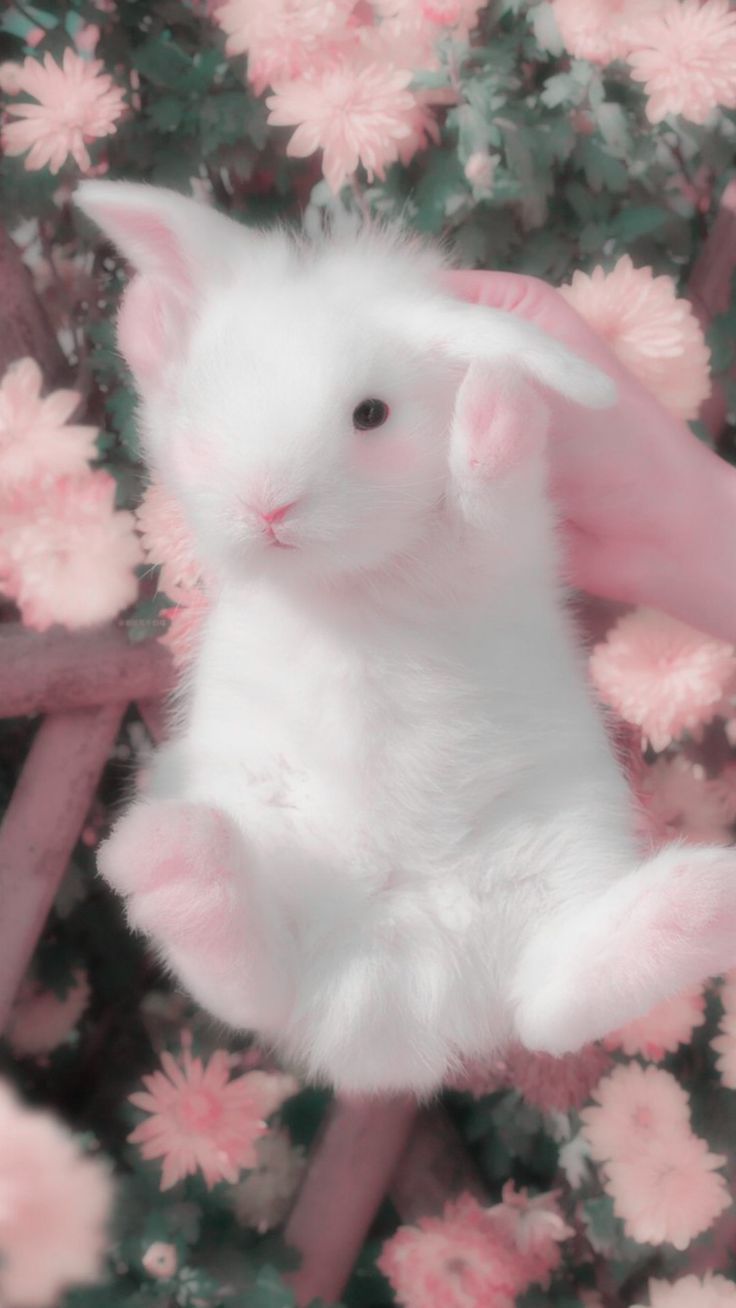 cute rabbit wallpaper 0013