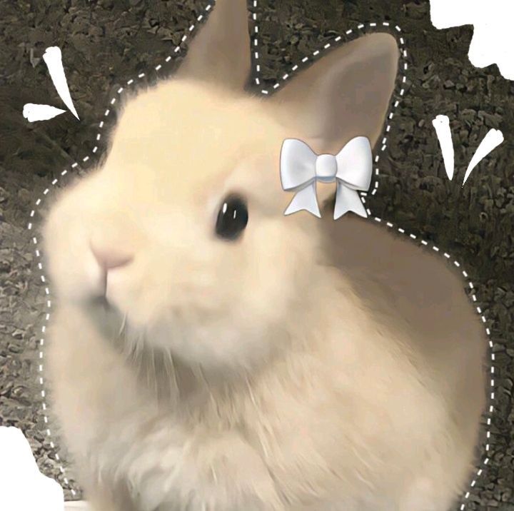 cute rabbit wallpaper 0016