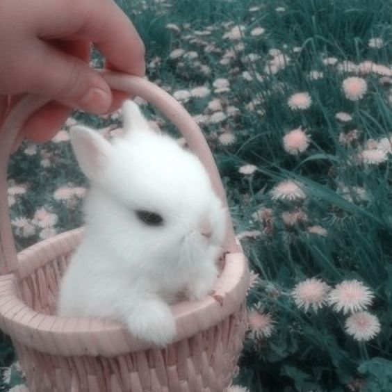 cute rabbit wallpaper 0018