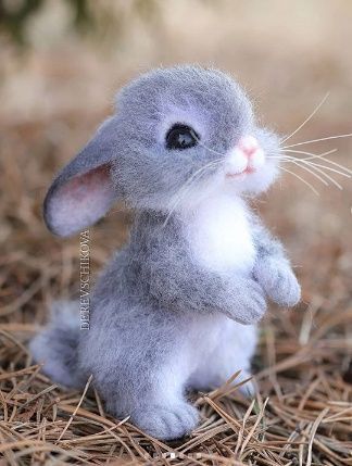 cute rabbit wallpaper 0020