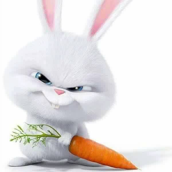 cute rabbit wallpaper 0080