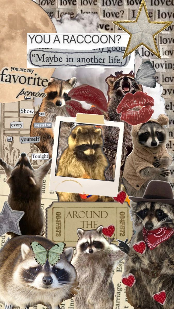 cute raccoon wallpapers 0009