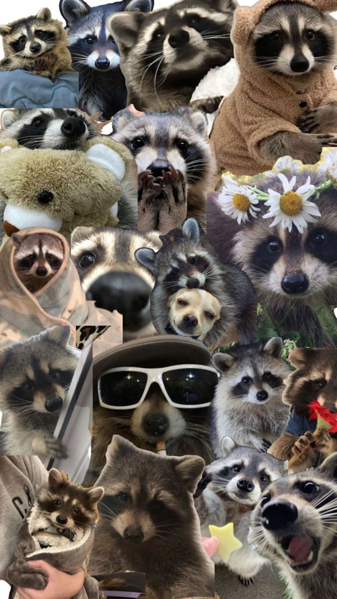 cute raccoon wallpapers 0011