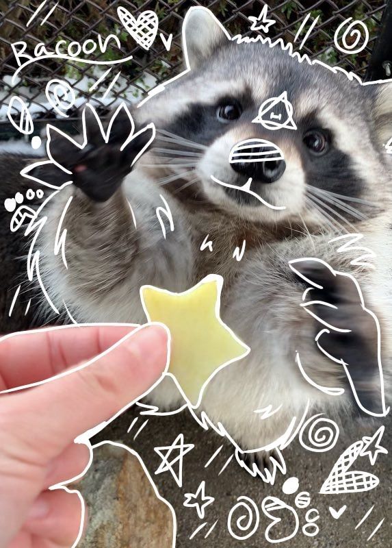 cute raccoon wallpapers 0013