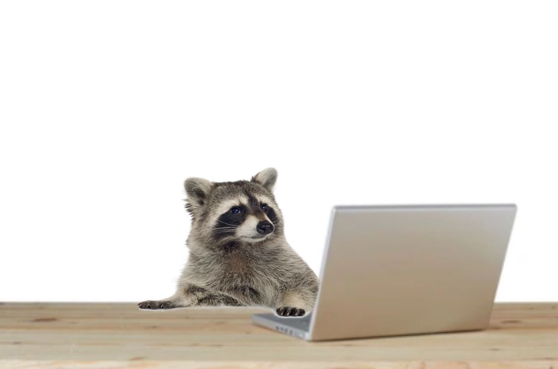 cute raccoon wallpapers 0041