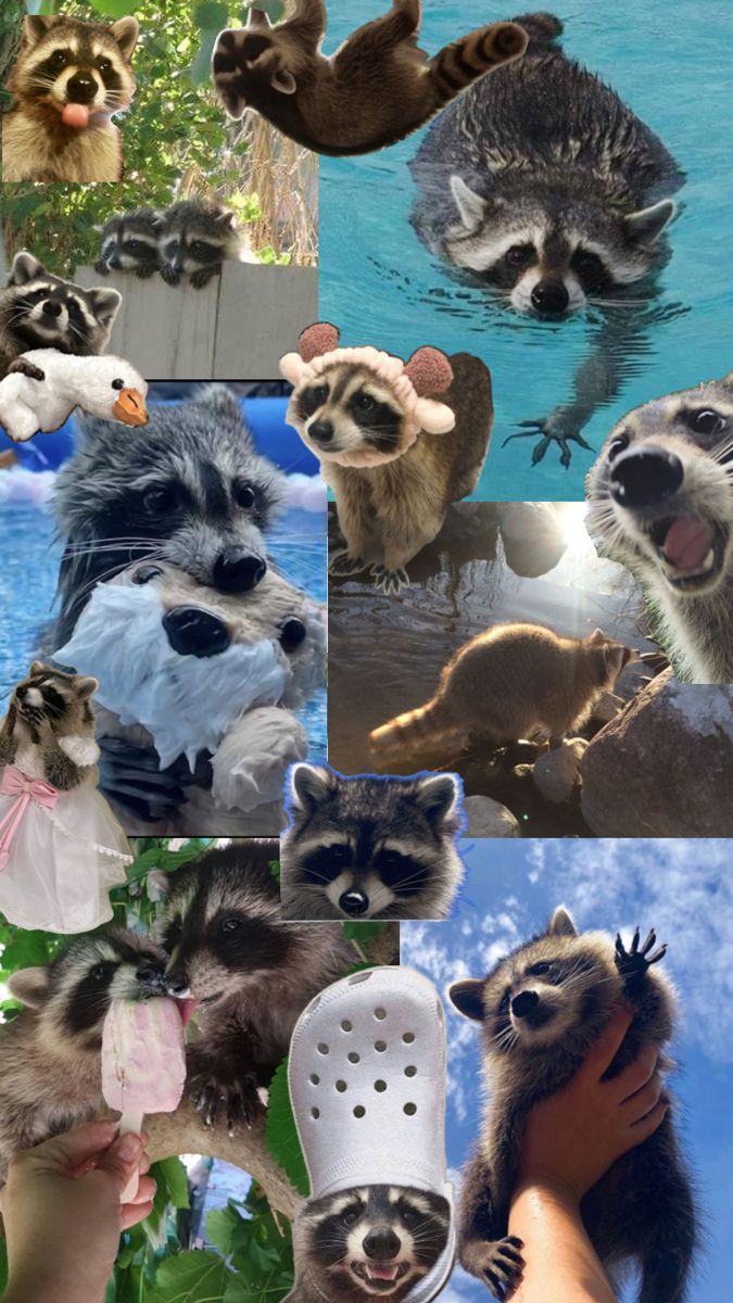 cute raccoon wallpapers 0045