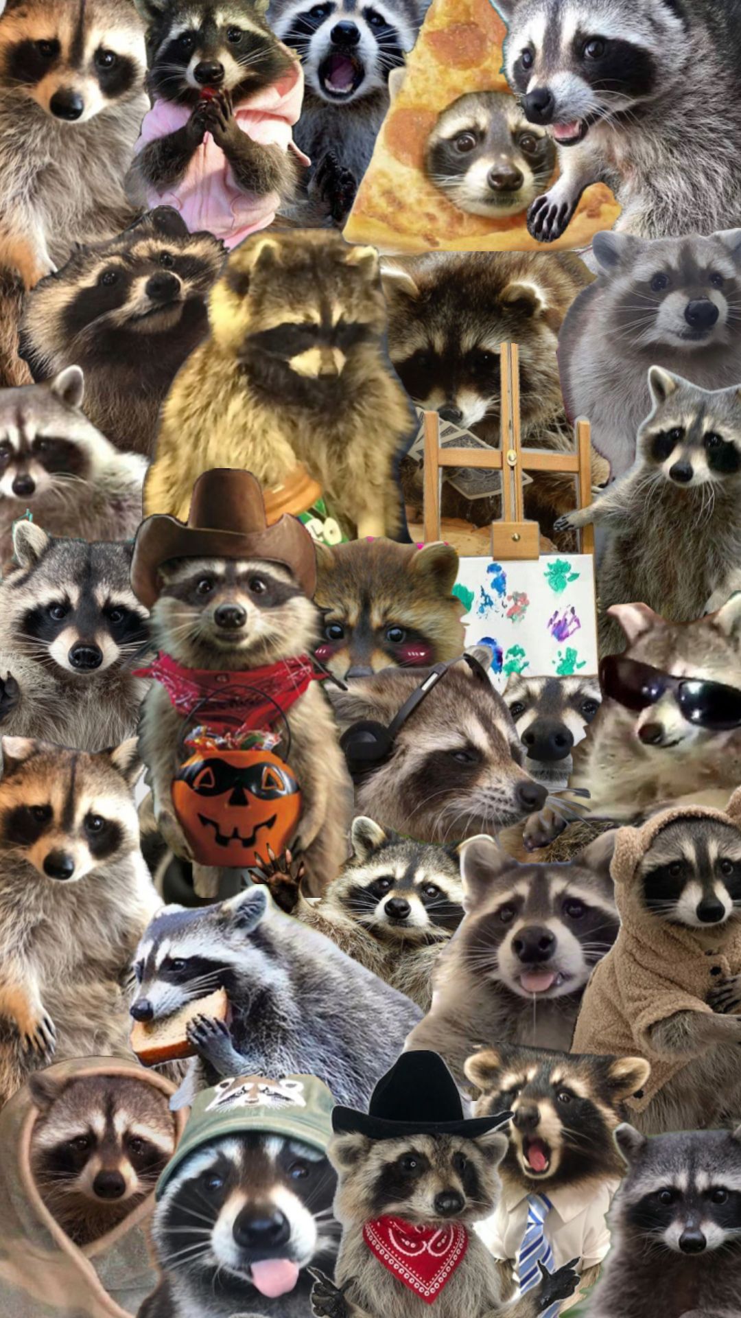 cute raccoon wallpapers 0046