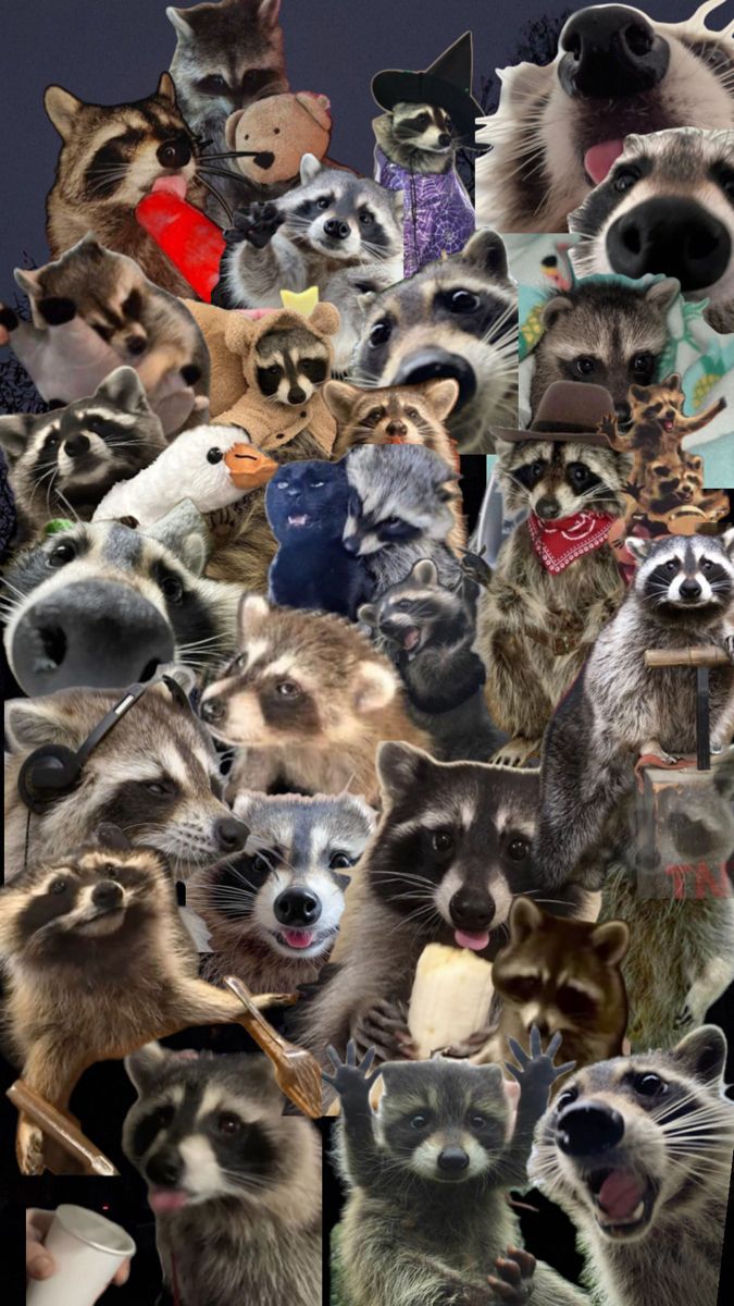 cute raccoon wallpapers 0078