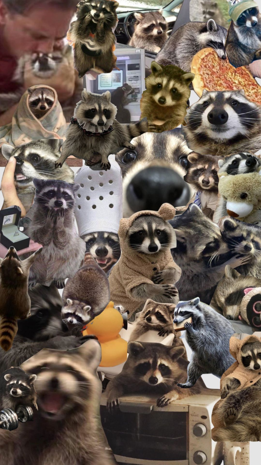 cute raccoon wallpapers 0082