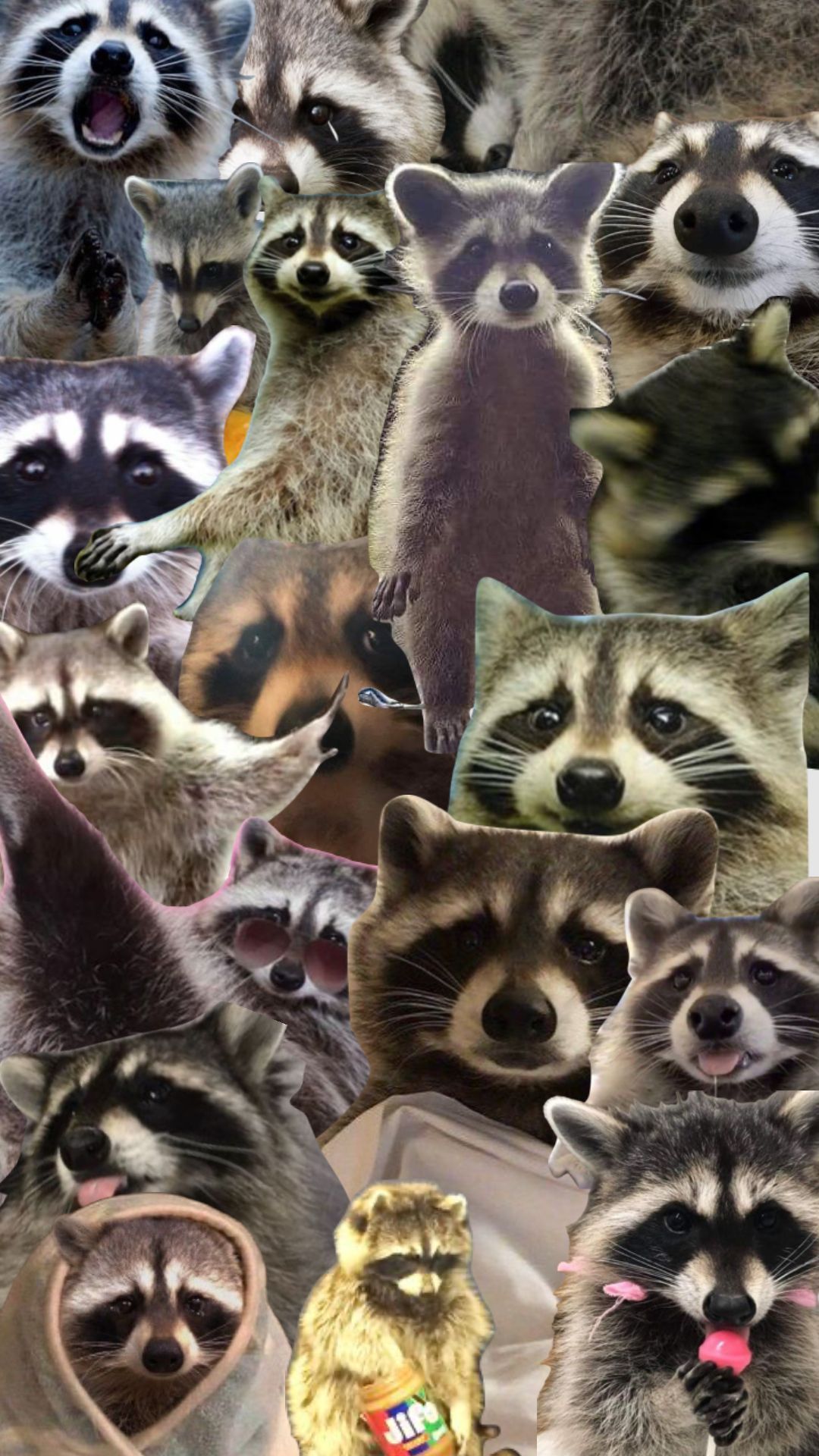 cute raccoon wallpapers 0099