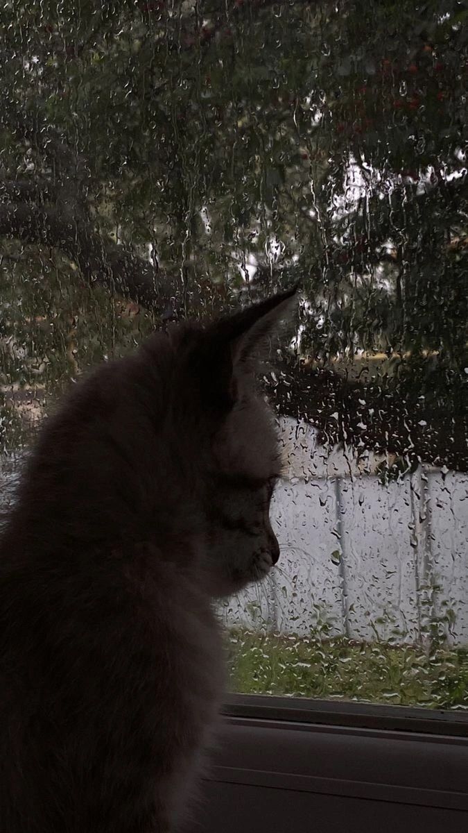 cute rain wallpapers 0050