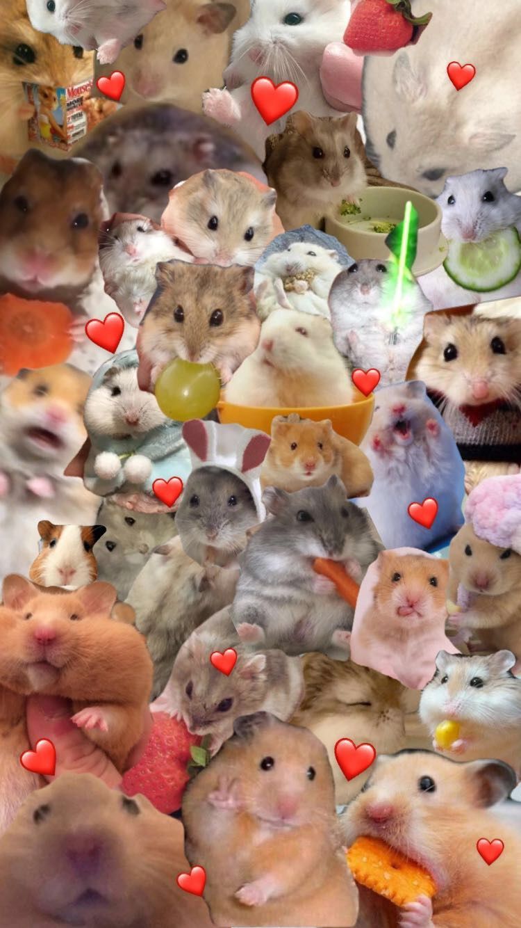 cute rat wallpapers for computer 0014