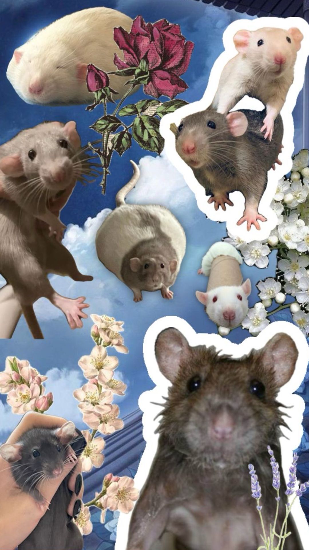 cute rat wallpapers for computer 0016