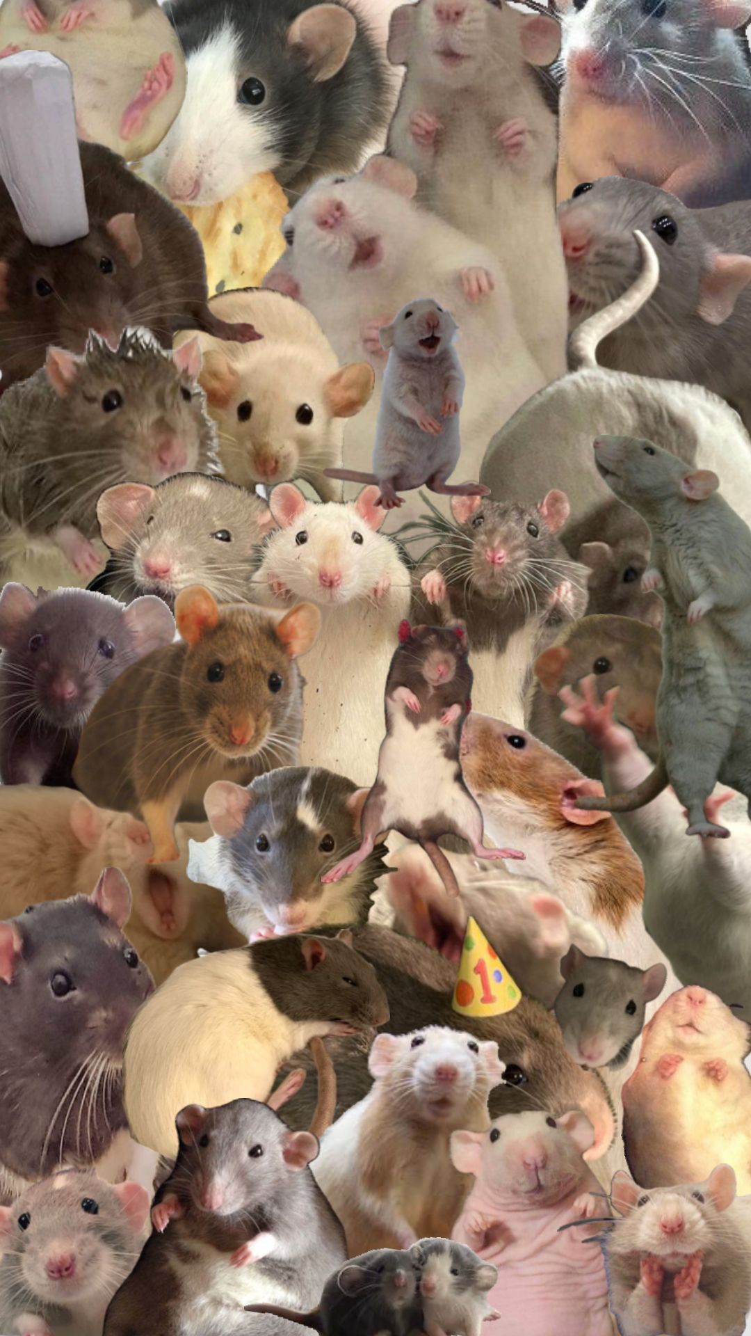 cute rat wallpapers for computer 0023