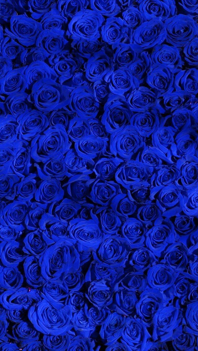 cute royal blue wallpapers 0062