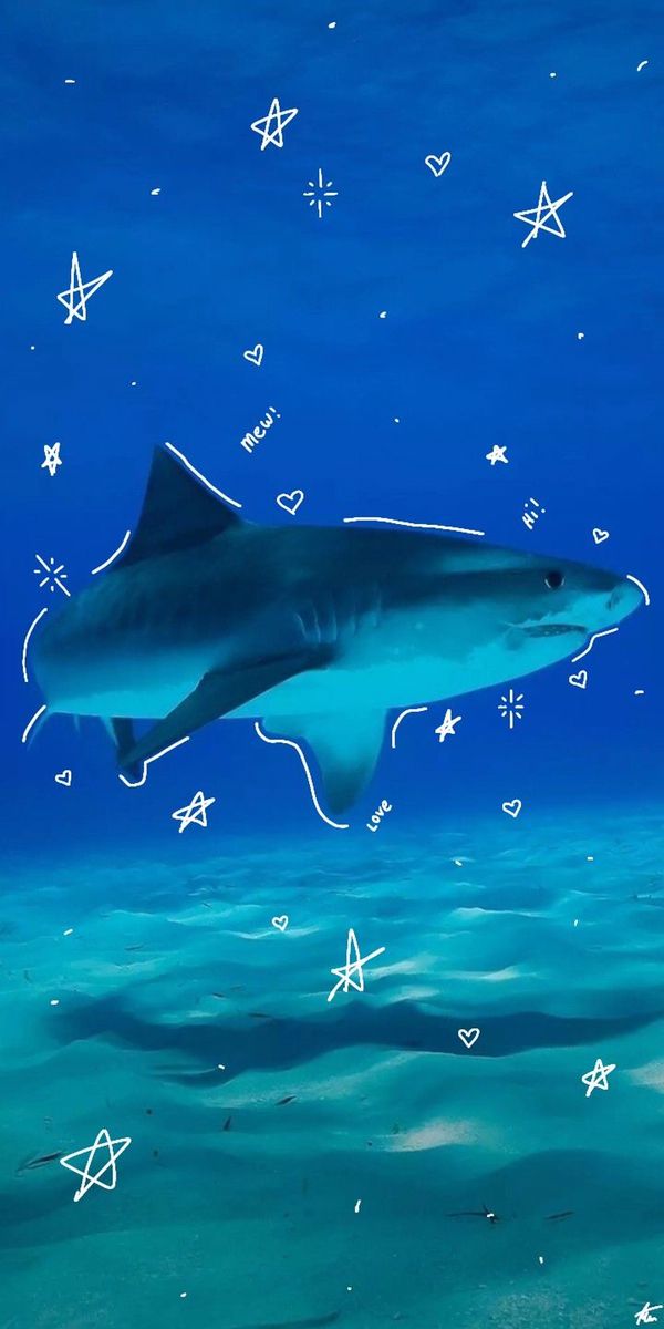 cute shark wallpapers 0038