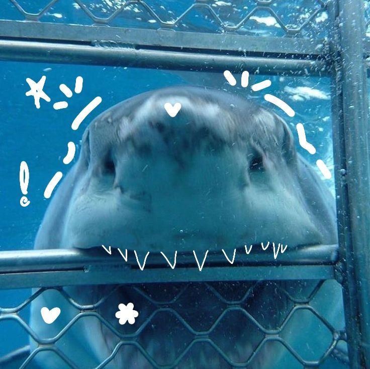 cute shark wallpapers 0064