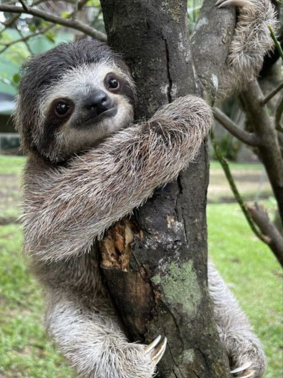 cute sloth wallpapers 0015